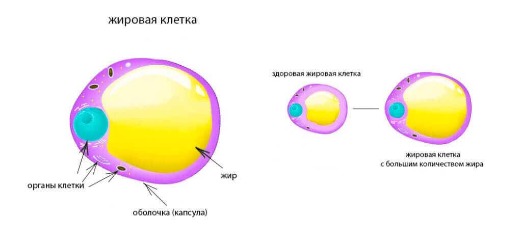 Жировая клетка